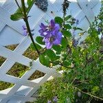 Vicia ludoviciana Blomma