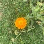 Calendula stellataBlüte