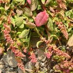 Rumex bucephalophorus 花