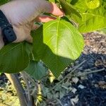 Erythrina caffra Hoja