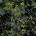 Euphorbia myrsinites Φύλλο