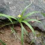 Hypoxis decumbens Plante entière