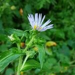 Symphyotrichum puniceum Flower