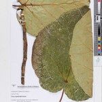 Ficus wakefieldii अन्य
