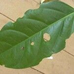Ormosia coutinhoi Лист