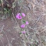 Talinum portulacifolium Plod