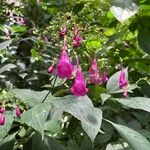 Strobilanthes hamiltoniana Kvet