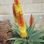 Aloe ferox ফুল