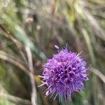 Succisa pratensis Flower