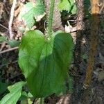 Smilax tamnoides Blatt