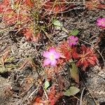 Drosera spatulata Leht