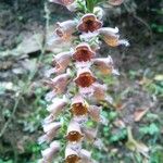Digitalis ferruginea Blüte