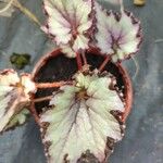 Begonia rex Leaf