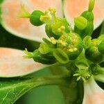 Euphorbia heterophylla Flor