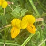 Lotus corniculatus Květ