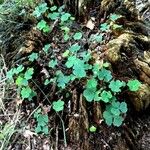 Oxalis dillenii Leaf