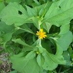 Melampodium divaricatum Flower