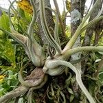 Tillandsia paucifolia 形態