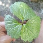Ranunculus lanuginosus Leaf