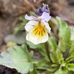 Viola arvensis Virág