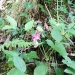 Lathyrus venetus Bloem