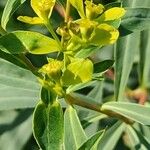 Euphorbia sarawschanica