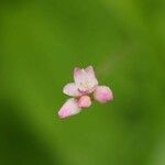 Persicaria senticosa Flower