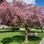 Tamarix parviflora Hábito