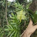 Aeranthes arachnites Цвят