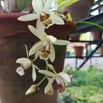 Dendrobium munificum Flor