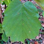 Corylus maxima Foglia