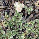 Antennaria parvifolia Leaf