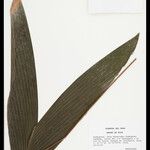 Bactris hirta Leaf