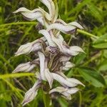 Anacamptis fragransFlower