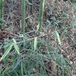 Phyllostachys sulphurea Folha