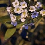 Lobularia maritimaFlower