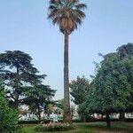 Washingtonia filifera Leaf