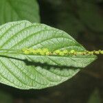 Heliotropium angiospermum Blad