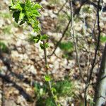 Ribes alpinum 形態