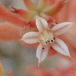 Sedum rubens Hábito