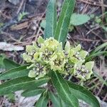 Asclepias viridis Flor