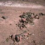 Welwitschia mirabilis Pokrój