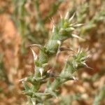 Cornulaca monacantha Hostoa