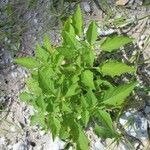 Physalis angulata Blatt