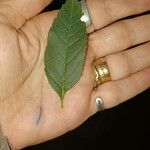 Fraxinus excelsior Leaf