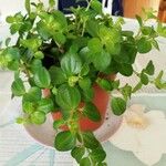 Peperomia rotundifolia Hoja