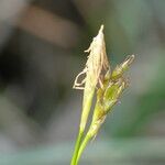 Carex alba 花