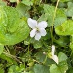Viola blanda Kvet