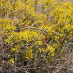 Gutierrezia microcephala Flor