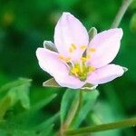 Spergularia rupicola Flower